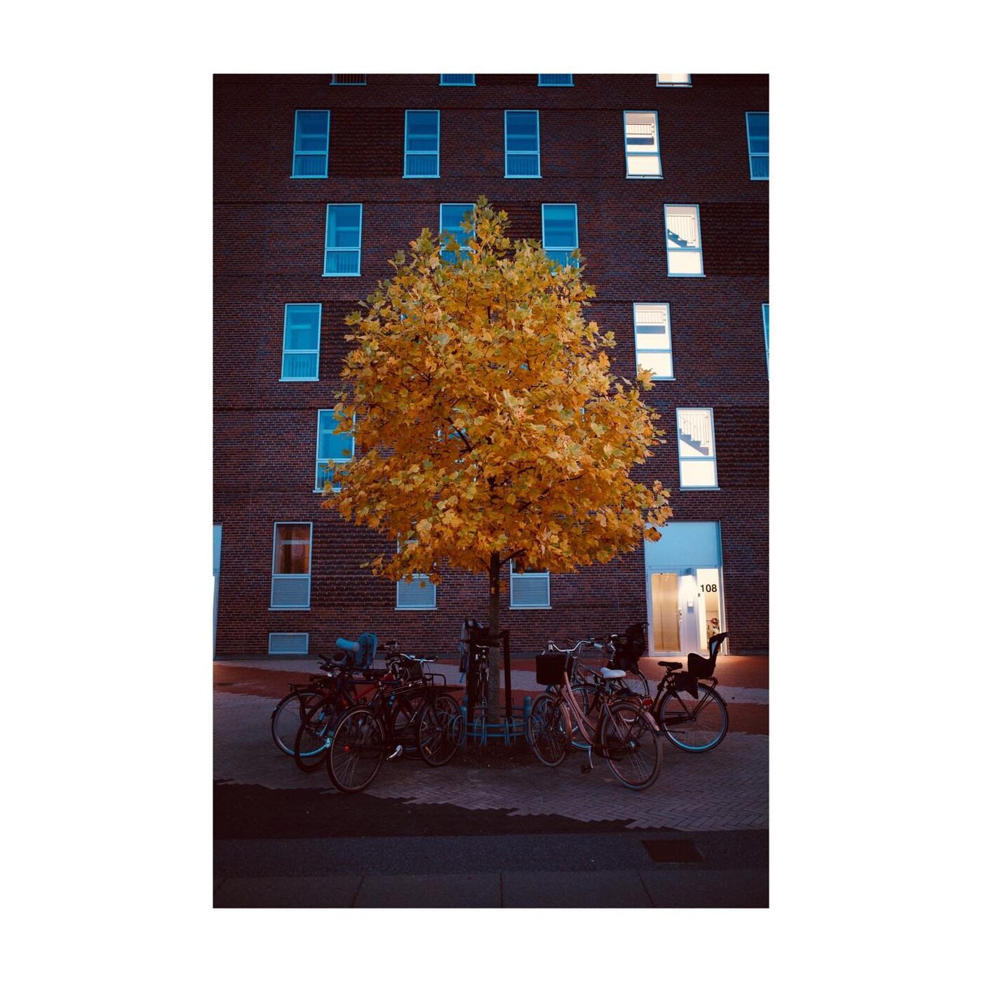 A tree in autumn gold against red brick buildings