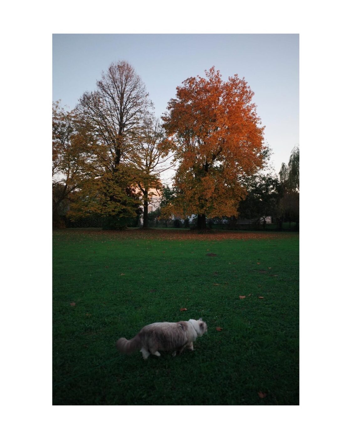 Natural Frame