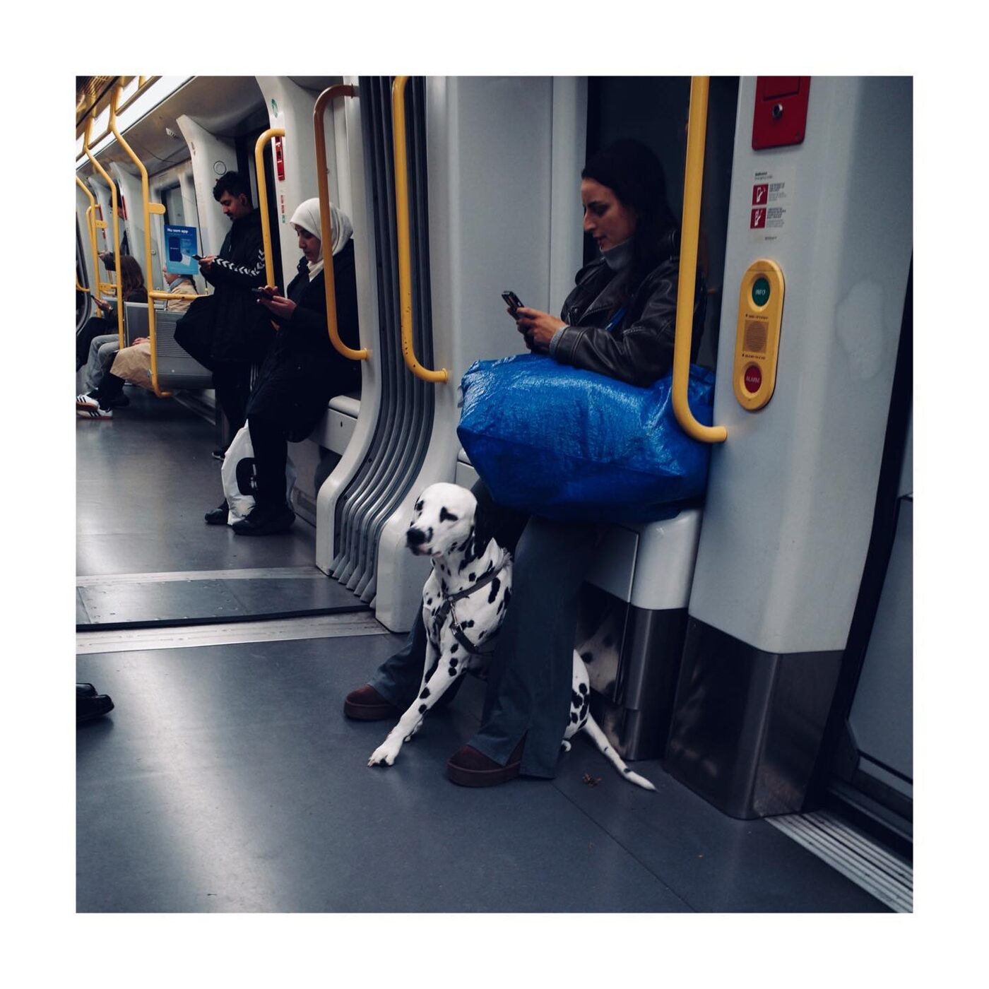 Dog and commuters on a train