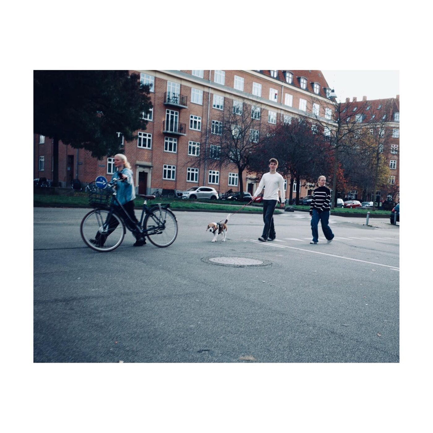People and dogs walking through an autumn plaza